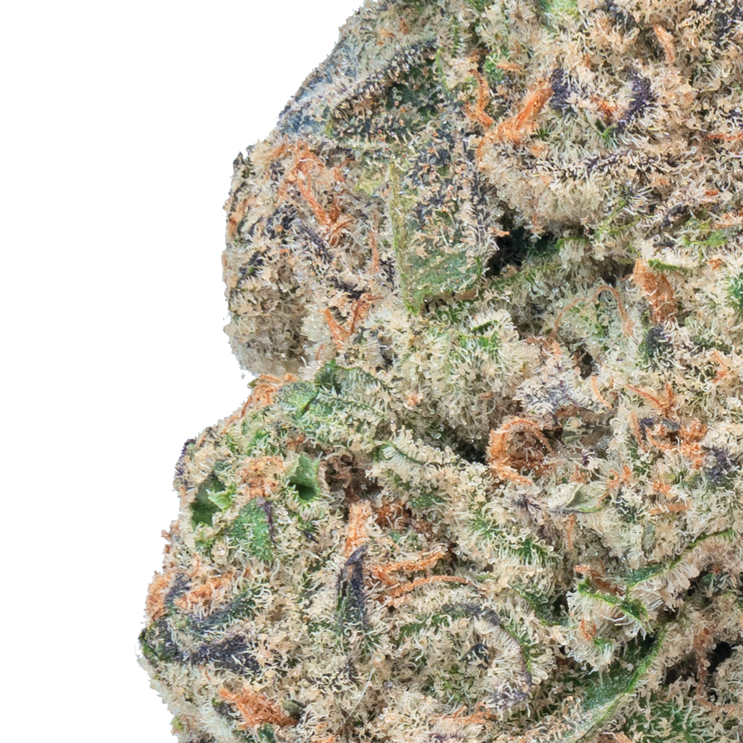 Glitter Bomb – THCa Flower